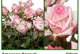 Spray Rose Amarena